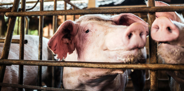 可爱的种猪的肖像与肮脏的鼻子，猪的鼻子特写。猪圈里的农场大猪，马厩里的小家猪图片下载