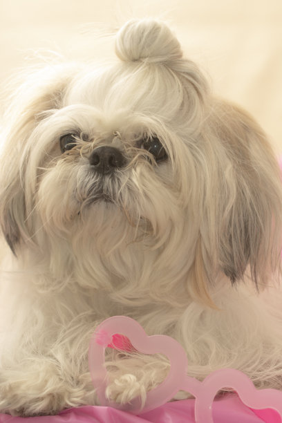 带粉色配饰的狗图片下载