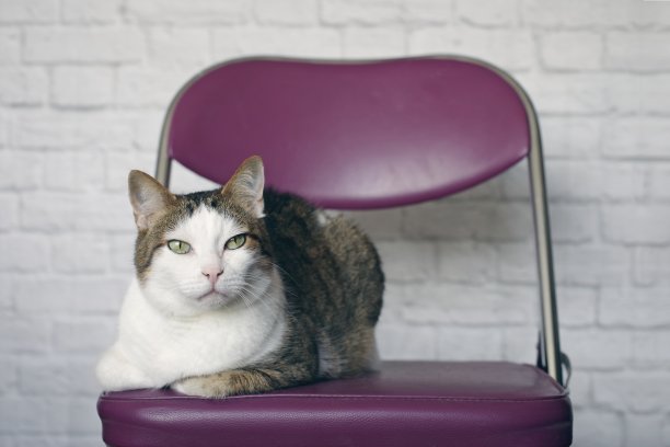 老猫靠墙坐在椅子上的肖像图片下载