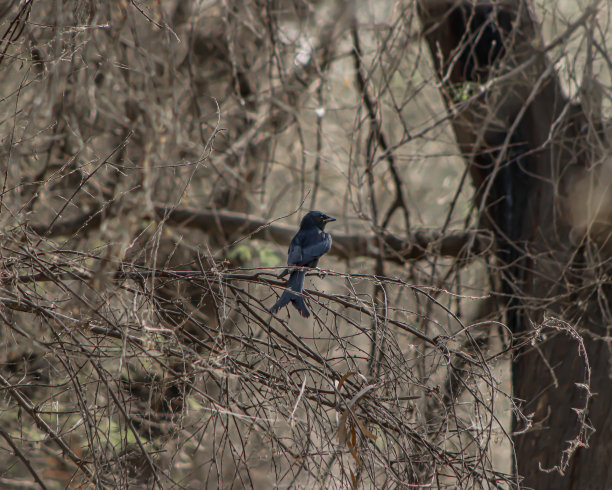 树上的一只黑麻雀图片下载