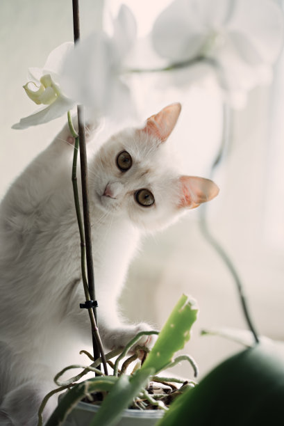 一只可爱的白色家猫正在吃盆栽植物的绿叶。图片下载