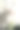 一只可爱的白色家猫正在吃盆栽植物的绿叶。图片下载