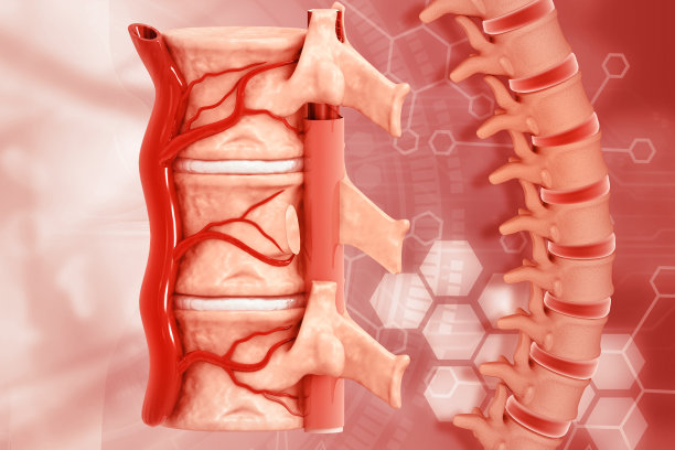 医学背景下的人体脊柱解剖图片下载