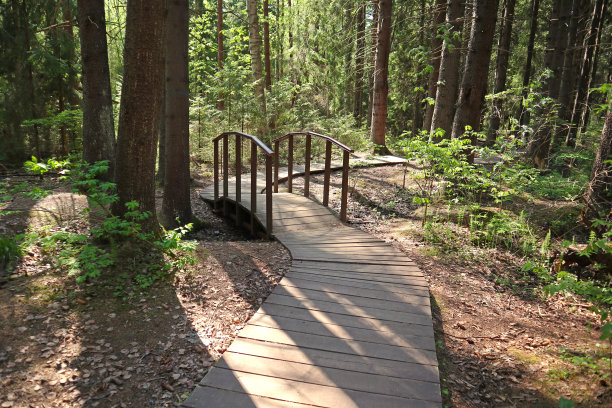 在阳光明媚的日子里，森林景观中有一条木路和一座小桥。图片下载