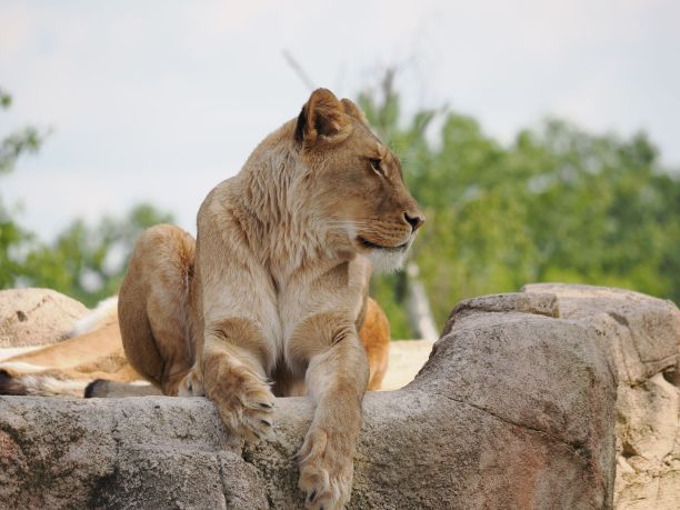 威严的狮子斜倚在它的围栏的岩石表面上，它的爪子折叠在它的前面图片下载