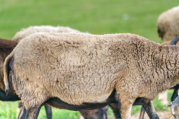 农场里的羊。图片下载