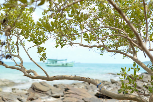 树和海景，泰国沙美岛图片下载