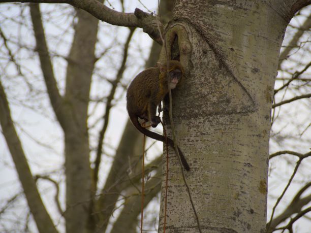 在一个晴朗的日子里，一只棕色的小猴子栖息在树枝上，背景是蓝天图片下载