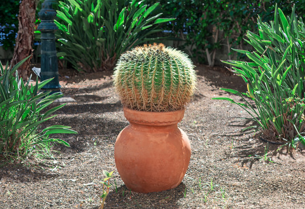 花园里地面上的陶土花盆里的仙人掌图片下载