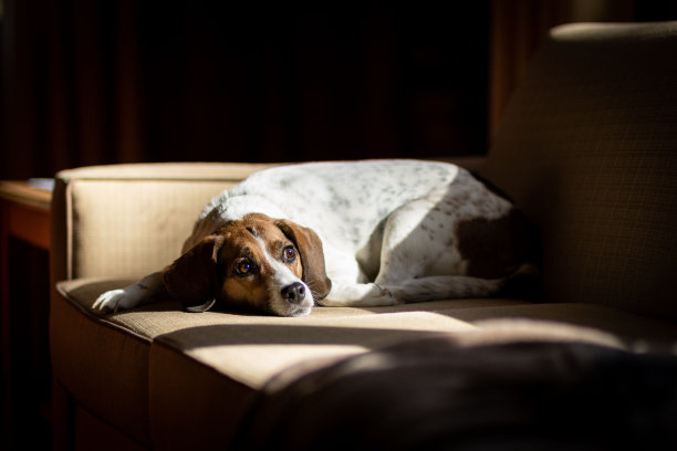 可爱的小猎犬懒洋洋地躺在舒适的沙发上，享受着悠闲的午后时光图片下载