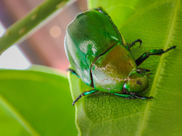 Pseudotorynorrhina粳稻图片下载