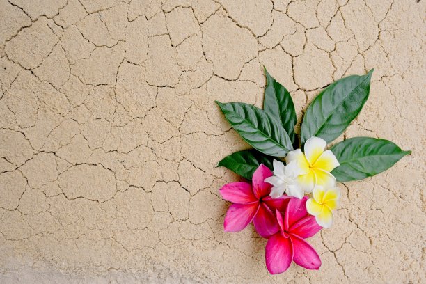 绿叶上的花束。图片下载