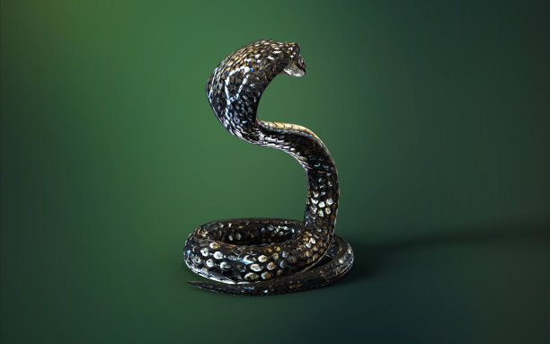 绿色背景的眼镜王蛇。图片下载