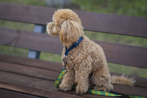可爱的焦糖迷你贵宾犬的肖像。狗坐在公园的长凳上。图片下载