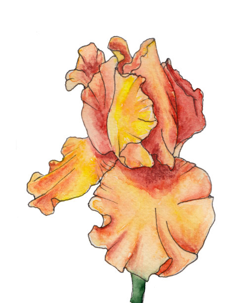 浅棕色虹膜图片下载