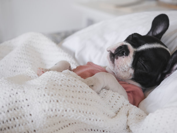 可爱的小狗躺在客厅的床上图片下载