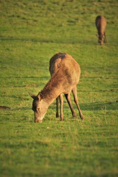 马鹿放牧图片下载