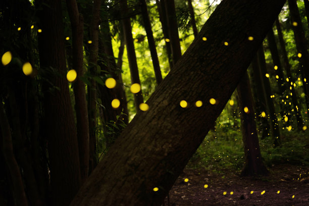 萤火虫图片下载