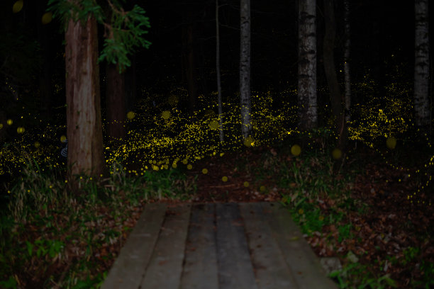 萤火虫图片下载