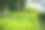 沿着公园边界和树篱排列的植物图片下载