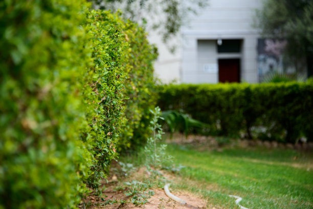 沿着公园边界和树篱排列的植物图片下载