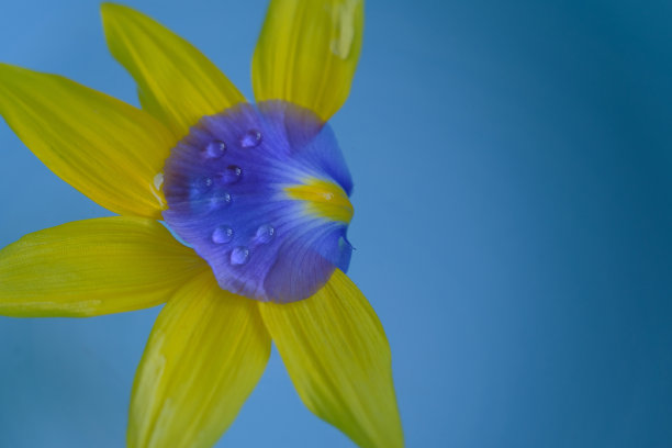 花瓣飘落的背景。落花花瓣和水滴在蓝色的背景图片下载