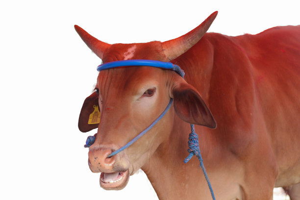 马厩里的巴厘牛。图片下载