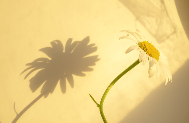 一朵雏菊的影子落在白色的墙上。洋甘菊在墙上的倒影。洋甘菊阴凉处。图片下载