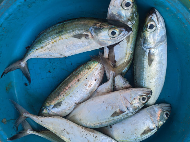 这条鱼很贵，正在出售图片下载