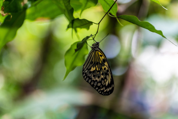 一只蝴蝶挂在树枝下面图片下载