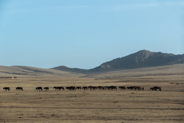 蒙古中部野生动物景观公路图片下载
