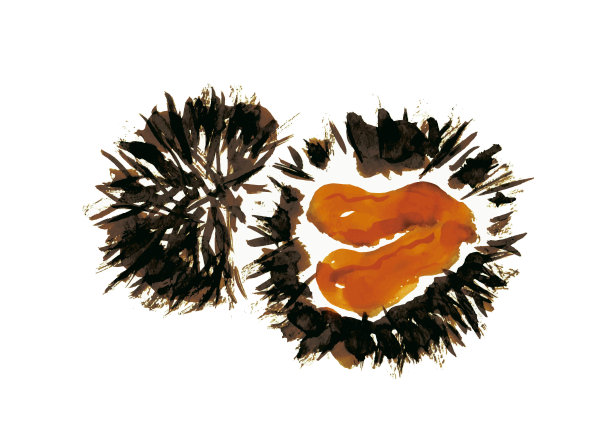 手绘日本式海胆插图图片下载