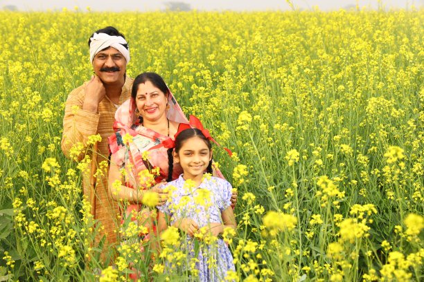 快乐的印度农民和他们的女儿在芥菜地里享受着繁荣的农村芥菜作物。图片下载