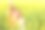 快乐的印度农民和他们的女儿在芥菜地里享受着繁荣的农村芥菜作物。图片下载