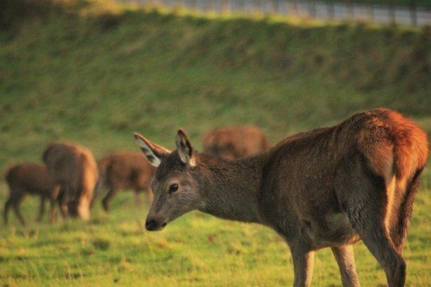 马鹿放牧图片下载