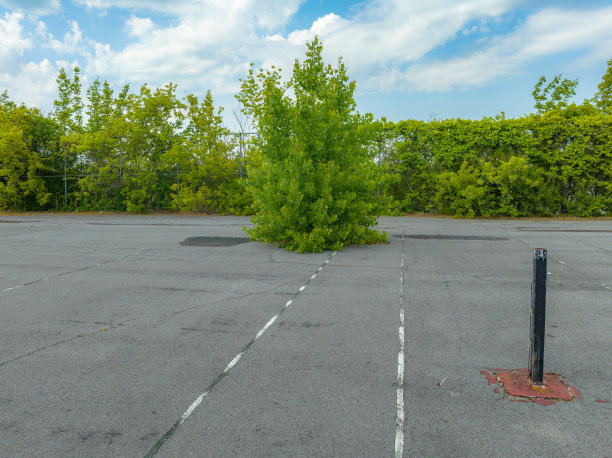 破旧废弃的公立学校网球场，柏油路上长出一棵树。图片下载