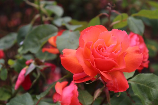 花园里有朵美丽的玫瑰图片下载