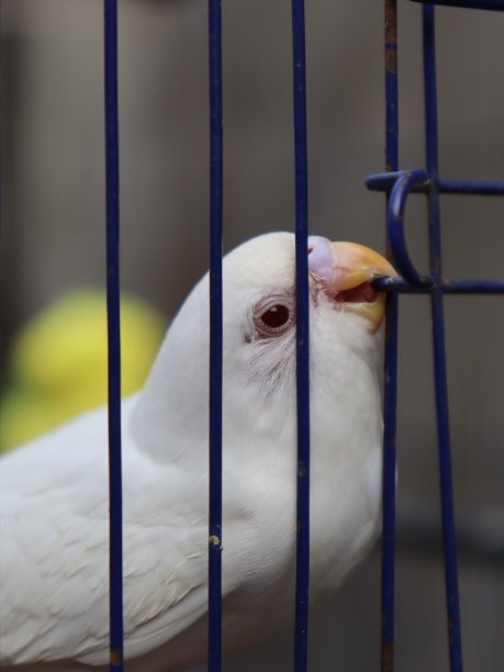 笼子里的白鹦鹉想要获得爱图片下载