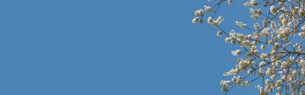 横幅与白色日本樱花树aka樱花盛开在早春在蓝天坚实的背景与复制空间。自然之美图片下载