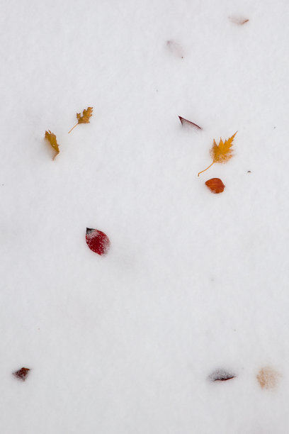 雪中的黄叶和红叶。冬天的概念。纹理。图片下载