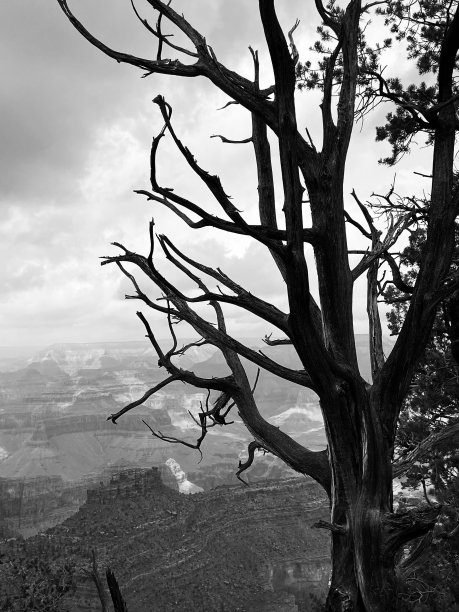 大峡谷树木的黑白剪影图片下载