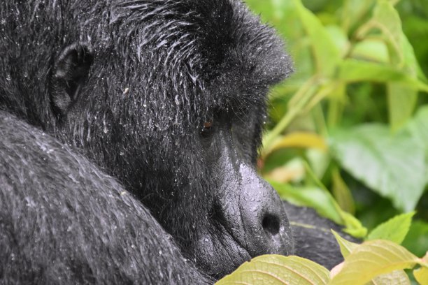 布温迪密林国家公园图片下载