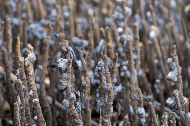 海滩上珊瑚的特写镜头。图片下载