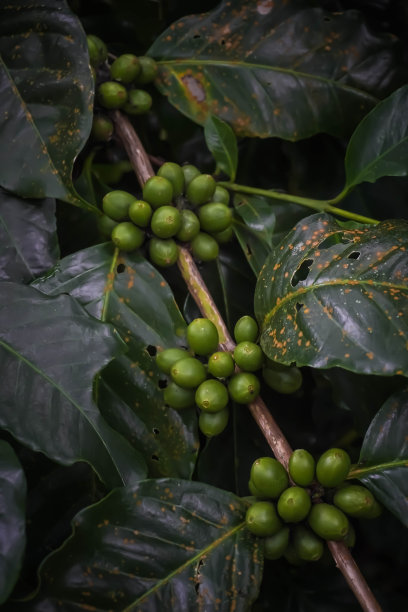 这是一张咖啡树果实的特写照片，它还是绿色的。种植园里未成熟的咖啡果实。有选择性的重点。图片下载