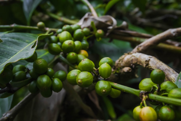 这是一张咖啡树果实的特写照片，它还是绿色的。种植园里未成熟的咖啡果实。有选择性的重点。图片下载