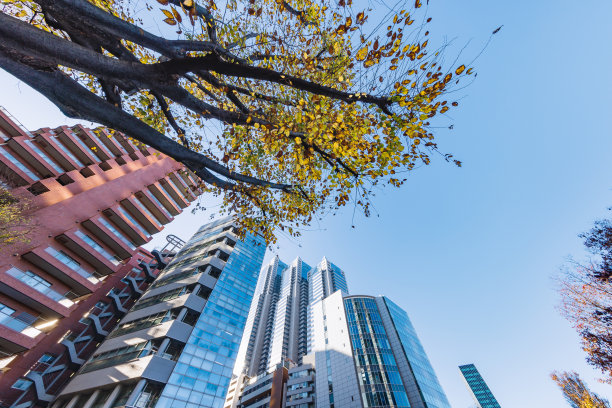 东京的建筑和秋叶的树木图片下载