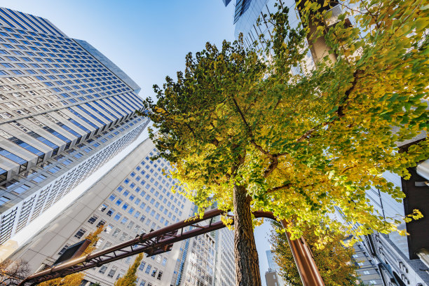 东京的建筑和秋叶的树木图片下载