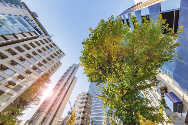 东京的建筑和秋叶的树木图片下载