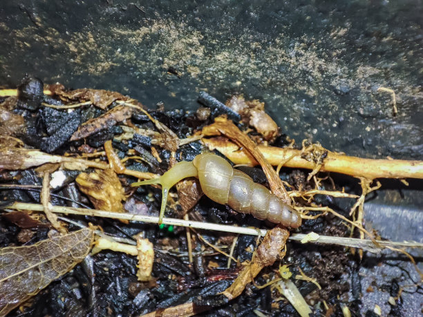 Allopeas clavulinum图片下载