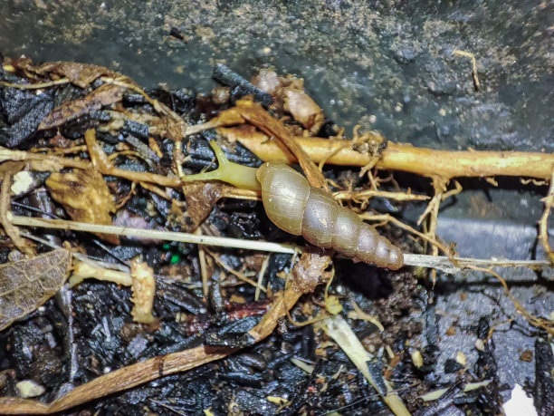 Allopeas clavulinum图片下载